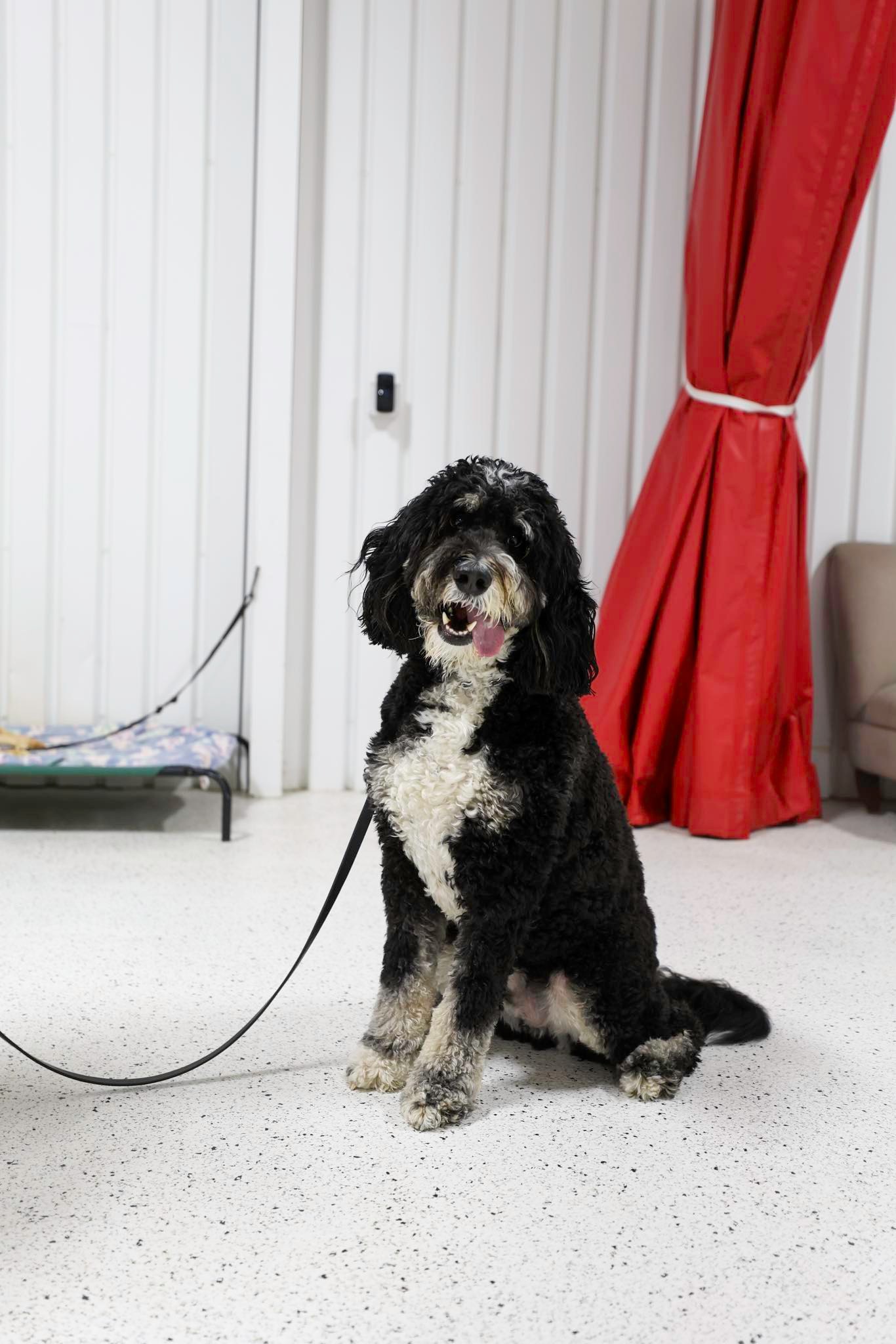 Dog daycare
