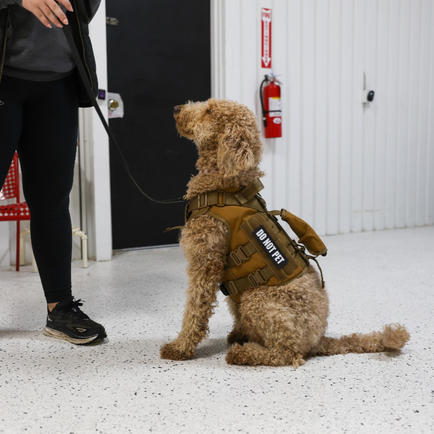 A day at Buckeye K9 Obetz