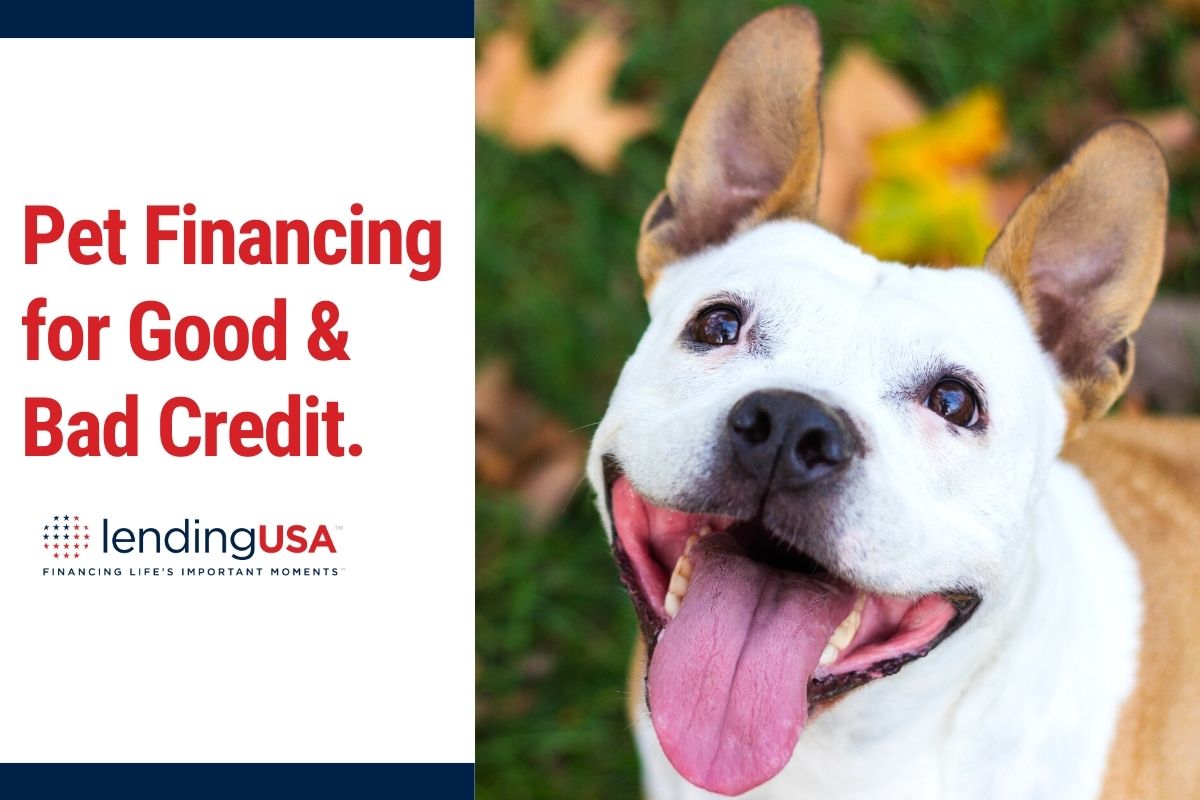Pet Financing with LendingUSA