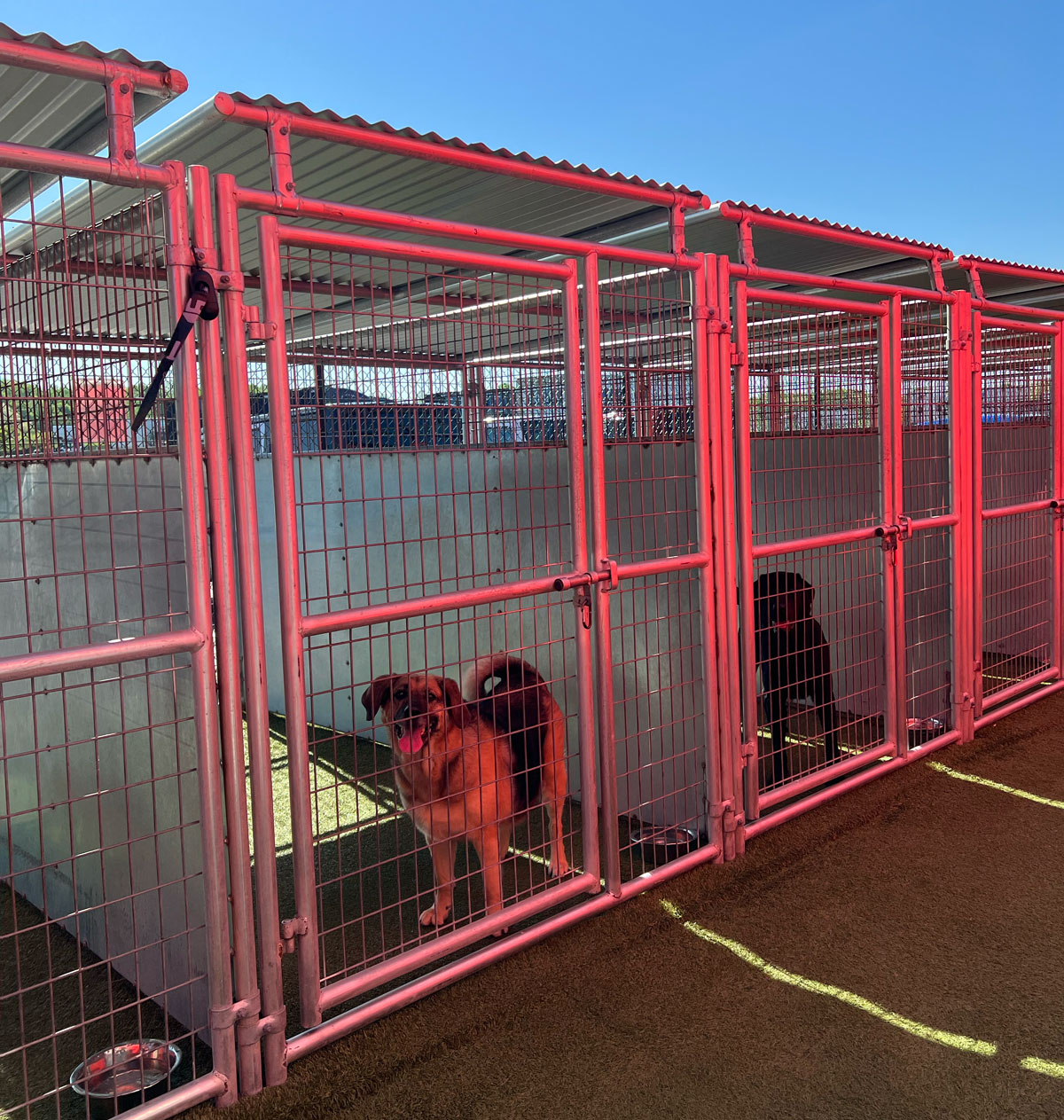 Dog in kennel