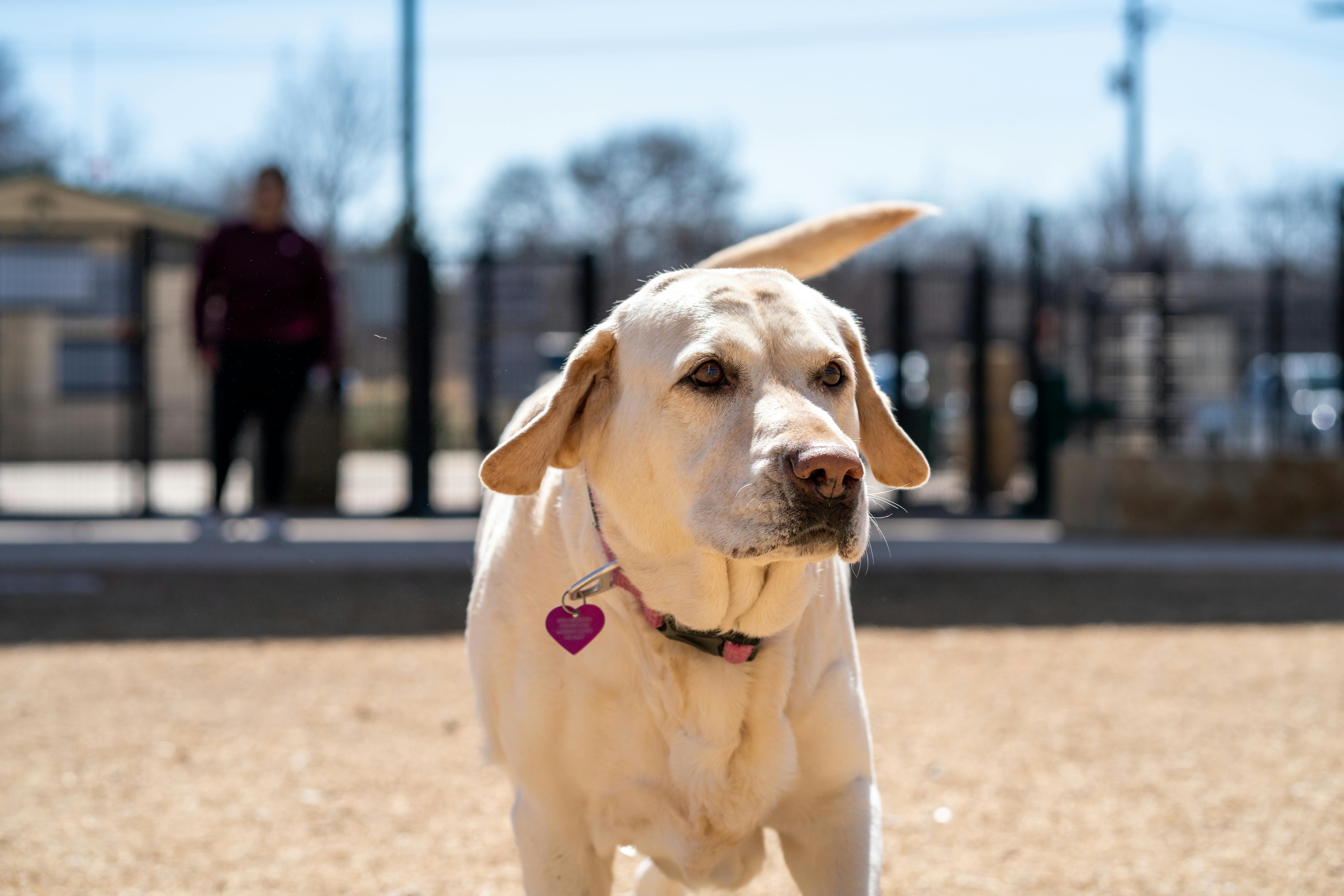 Therapy dog in training with handler