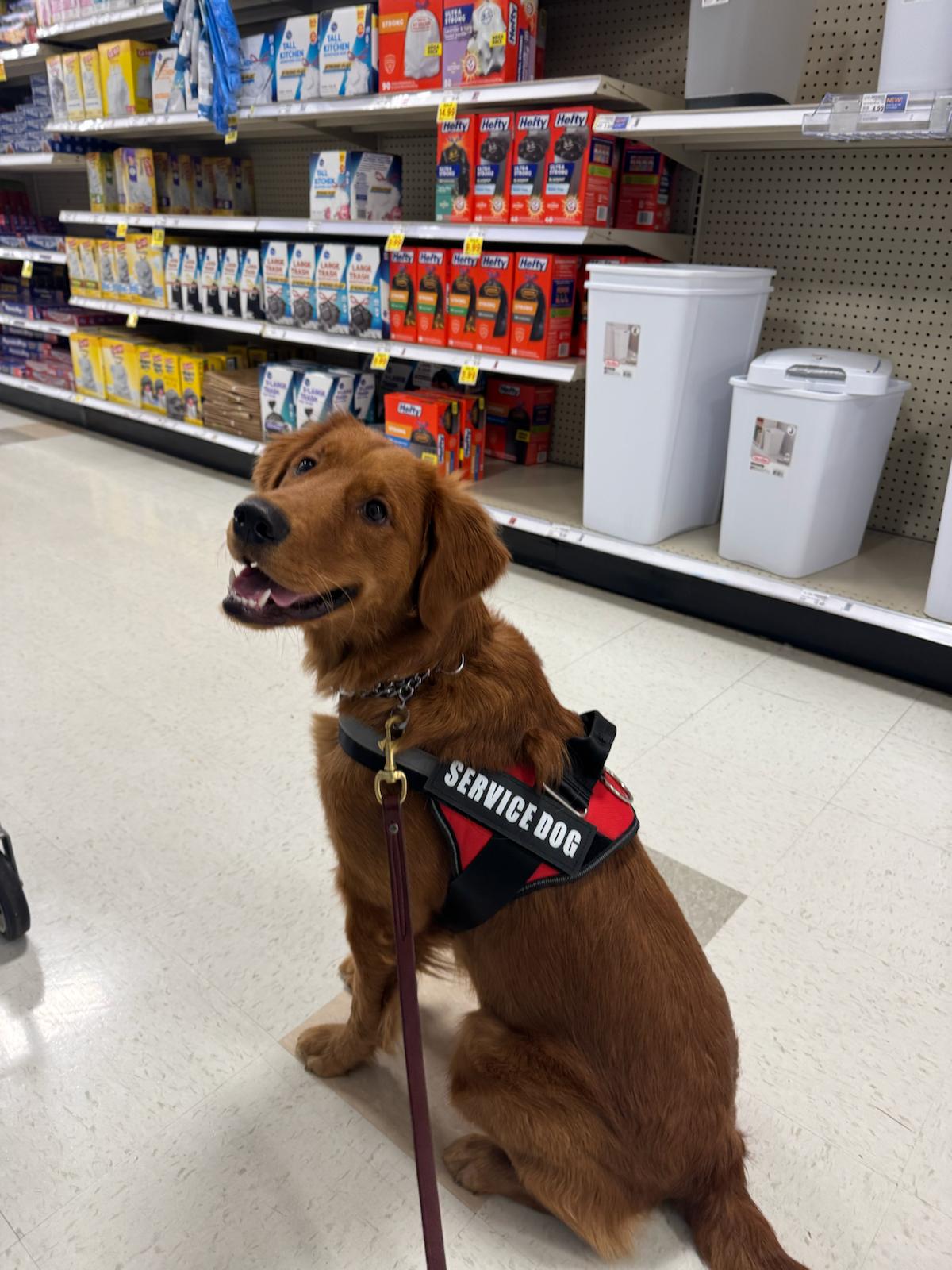 Service dog