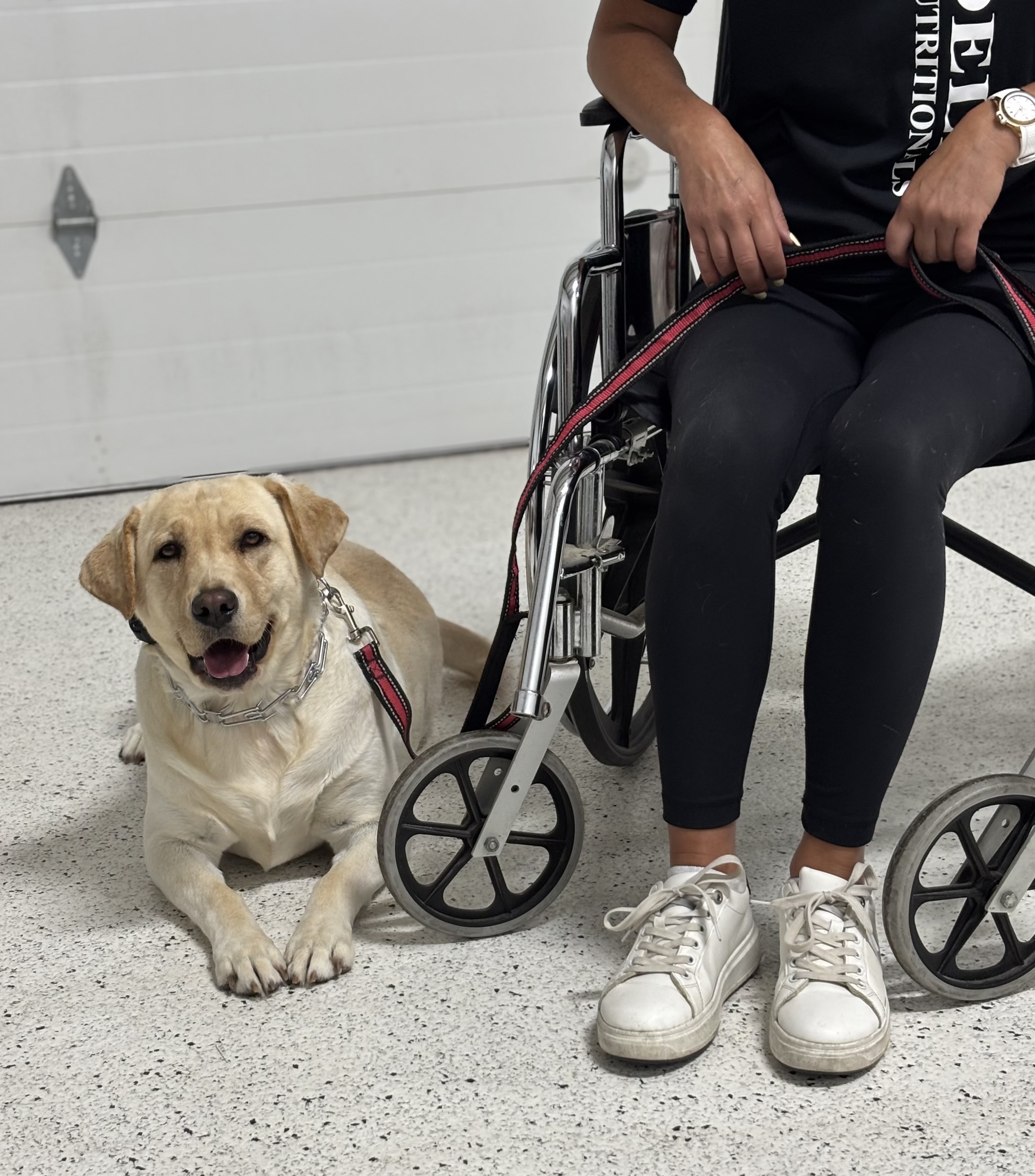 Service dog