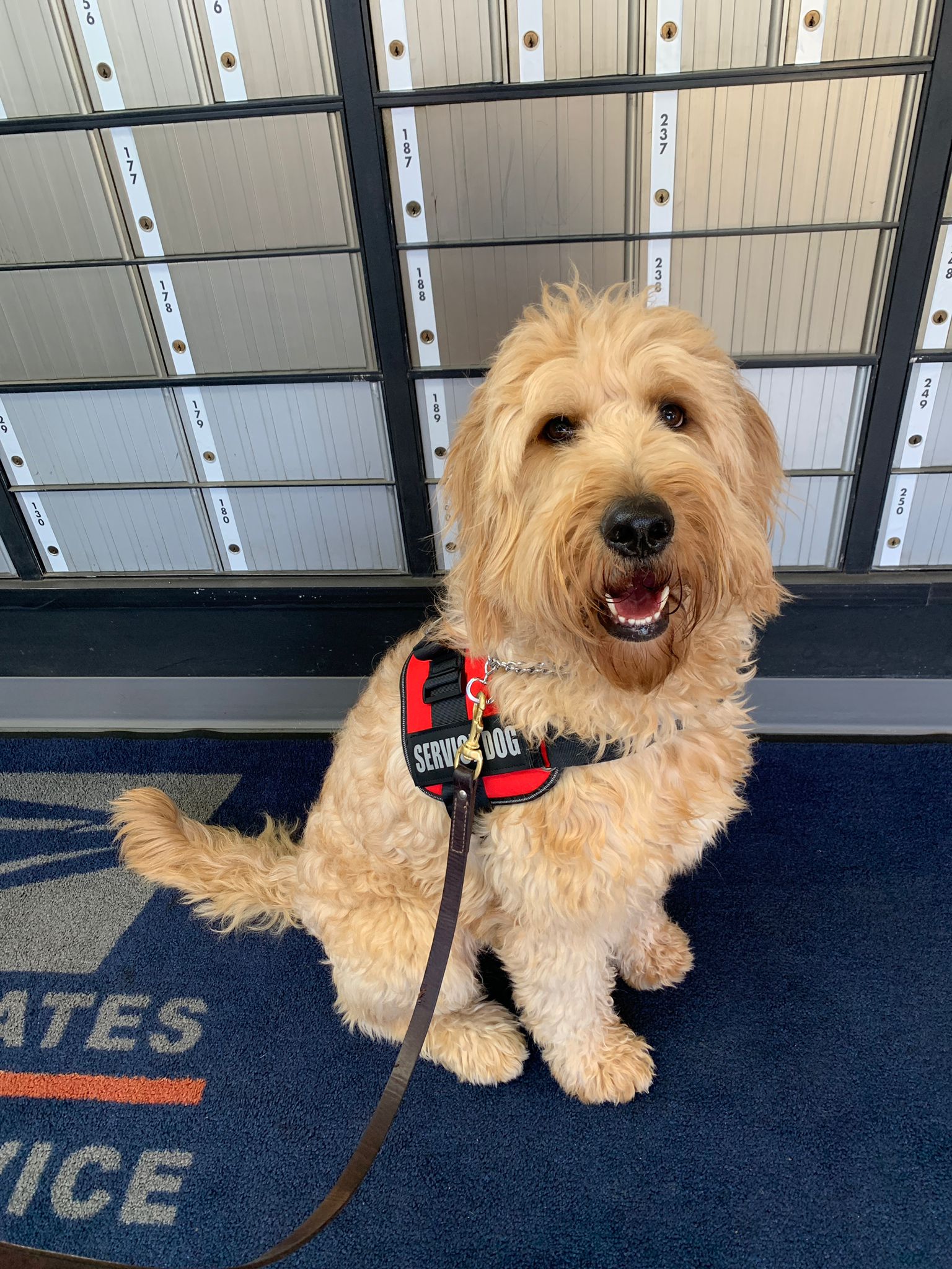 Service dog evaluation